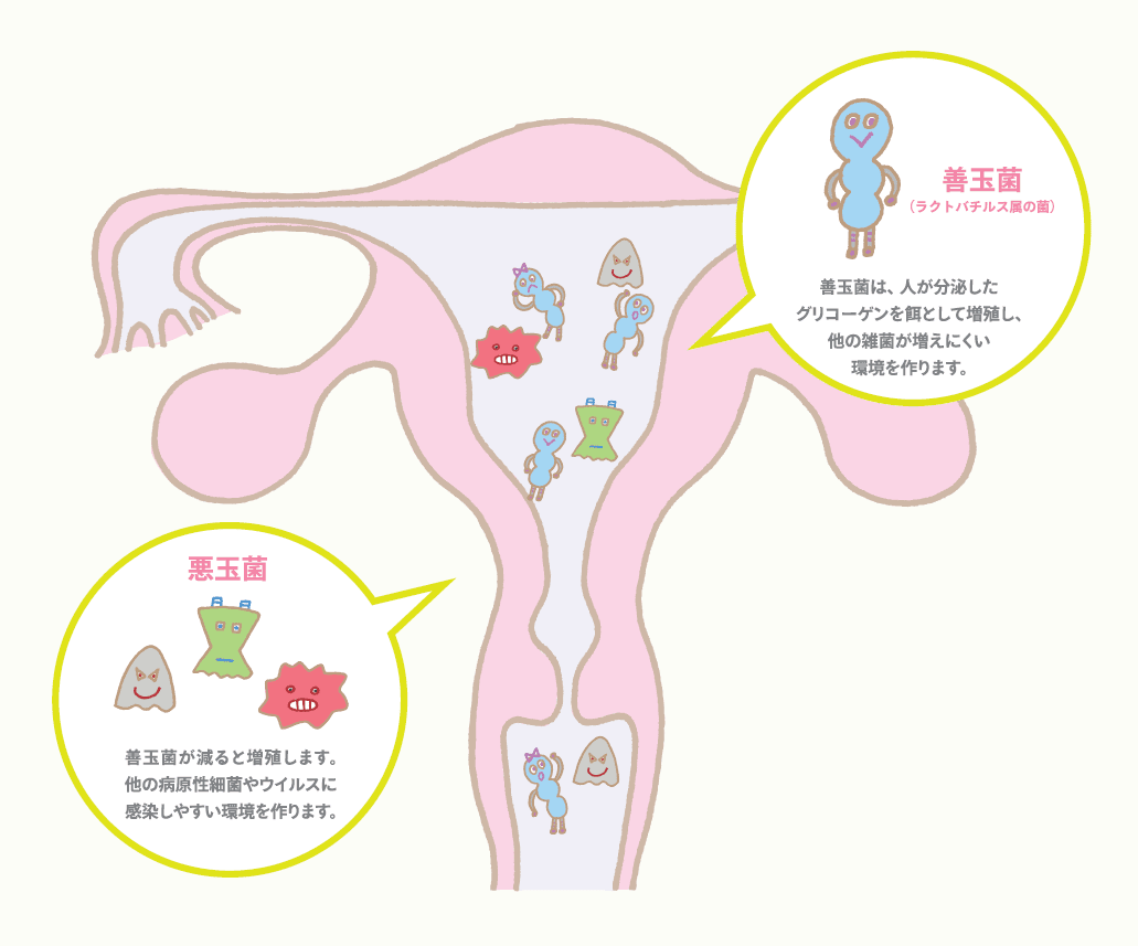 子宮内にいる菌についての説明